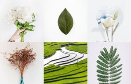 Gallery With Plants - Beautiful Color Collection Template