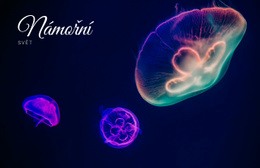 Mořský Svět – Kreativní Víceúčelová Šablona