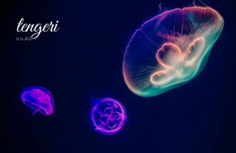 Tengeri Világ – Kész Webhelytéma