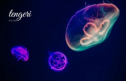 Tengeri Világ - Egyedi Webhelytervezés