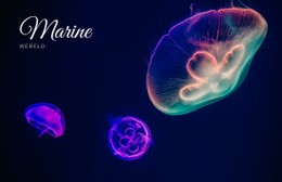 Mariene Wereld Gratis CSS-Sjabloon