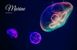 Mariene Wereld #Website-Templates-Nl-Seo-One-Item-Suffix