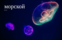 Морской Мир #Website-Design-Ru-Seo-One-Item-Suffix