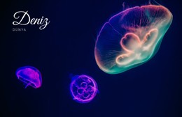 Deniz Dünyası Ücretsiz CSS Şablonu