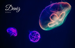 Deniz Dünyası - HTML Sayfası Şablonu