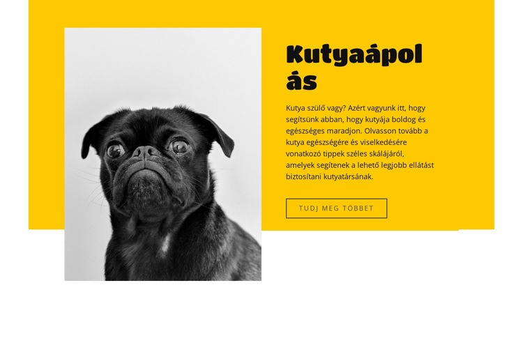 Mindenki szereti a kutyákat Weboldal tervezés