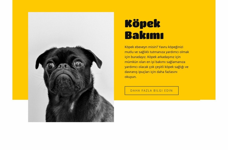 Herkes köpekleri sever Web sitesi tasarımı