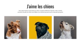 Conception De Site Web Premium Pour Chiens De Galerie