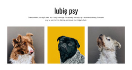 Projektant Produktu Dla Galeria Psy