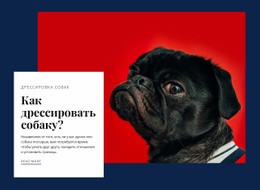 Базовая Дрессировка Собаки – Лучший HTML-Шаблон