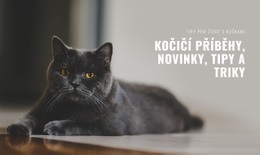 Kočičí Příběhy A Tipy – Šablona Premium Elements