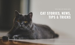 Cat Stories And Tips Responsive CSS Template