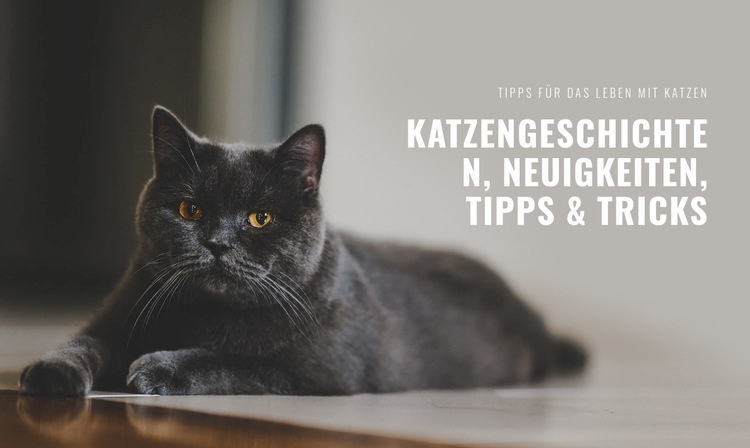 Katzengeschichten Nachrichten HTML Website Builder