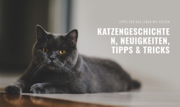 Katzengeschichten Nachrichten - Zielseite