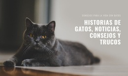 Noticias De Cat Stories - Mejor Maqueta Gratuita