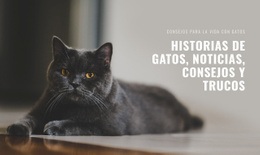 Noticias De Cat Stories