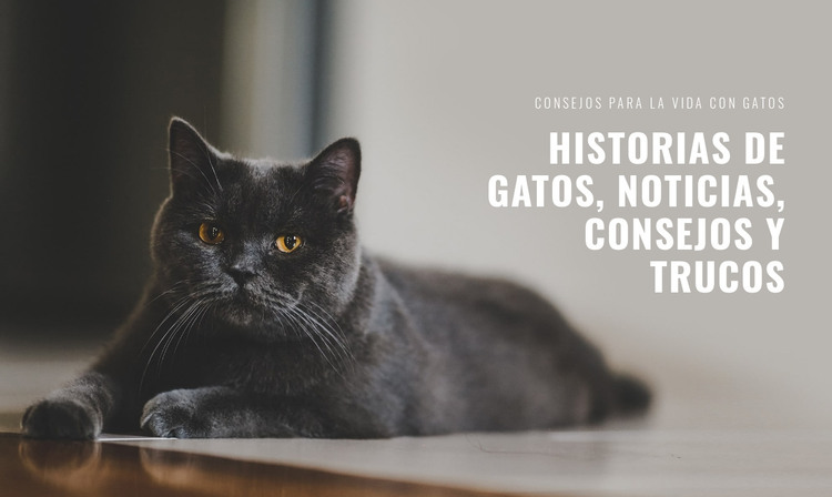 Noticias de Cat Stories Plantilla HTML