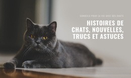 Nouvelles Des Histoires De Chats