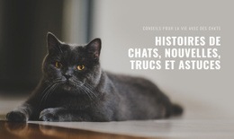 Nouvelles Des Histoires De Chats - Créateur De Site Web Par Glisser-Déposer