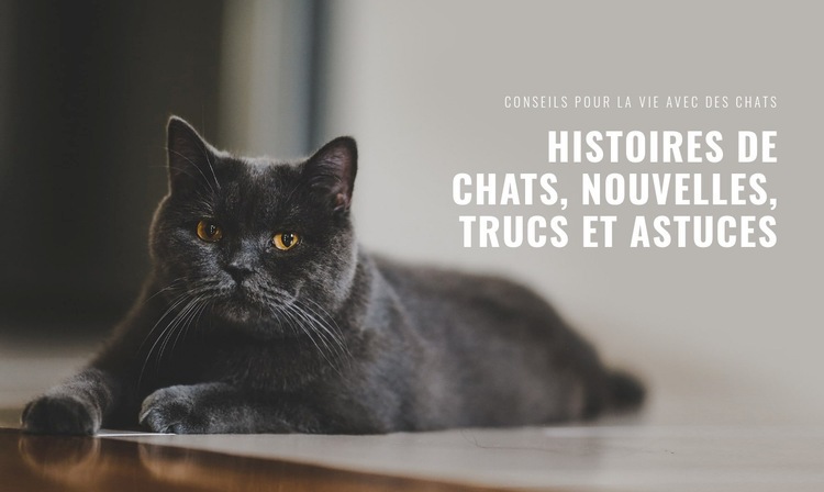 Nouvelles des histoires de chats Créateur de site Web HTML