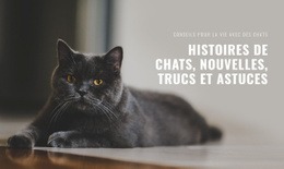 Nouvelles Des Histoires De Chats - Page De Destination Ultime