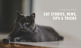 Cat Stories And Tips - Joomla Template 2024