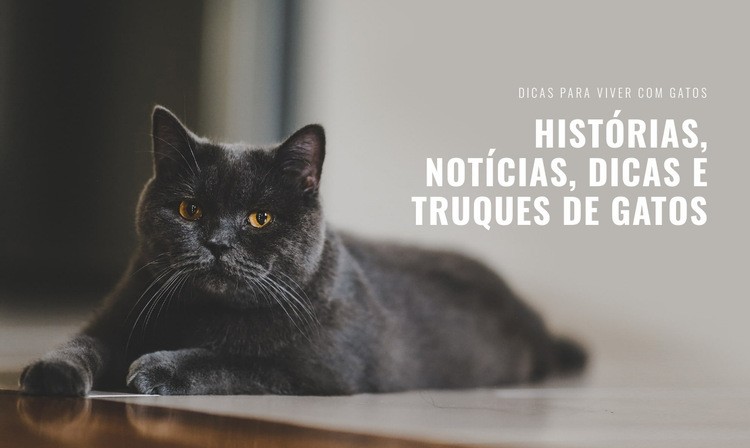 Notícias de histórias de gatos Modelos de construtor de sites