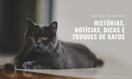Notícias De Histórias De Gatos - Modelo Da Web