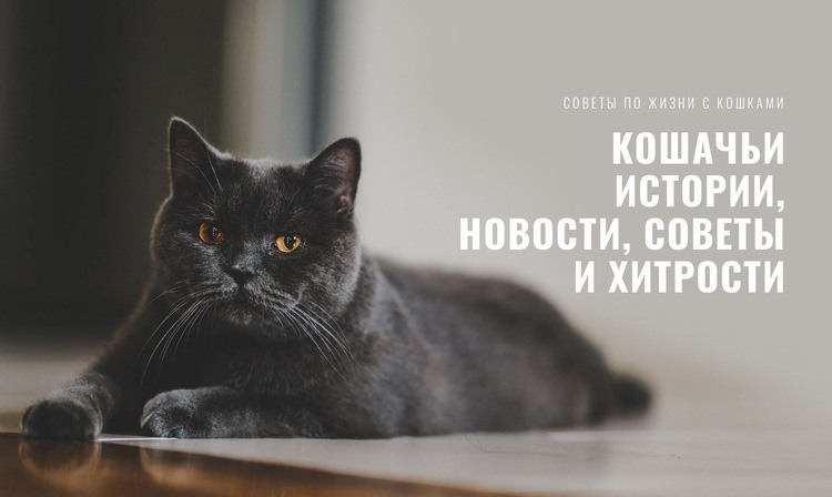 Новости кошачьих историй Конструктор сайтов HTML