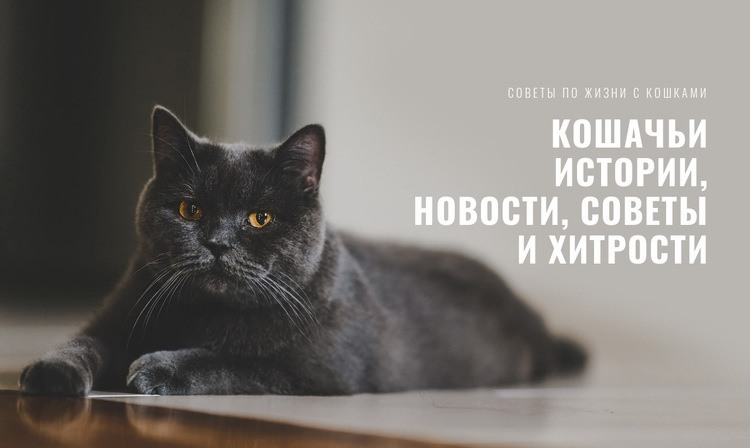 Новости кошачьих историй Шаблоны конструктора веб-сайтов