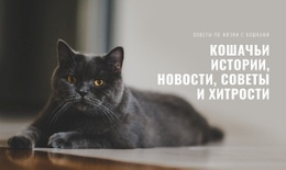 Новости Кошачьих Историй #Website-Design-Ru-Seo-One-Item-Suffix