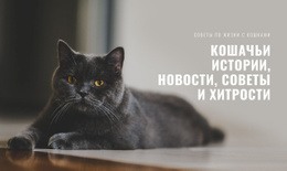 Новости Кошачьих Историй — Идеальная Тема WordPress