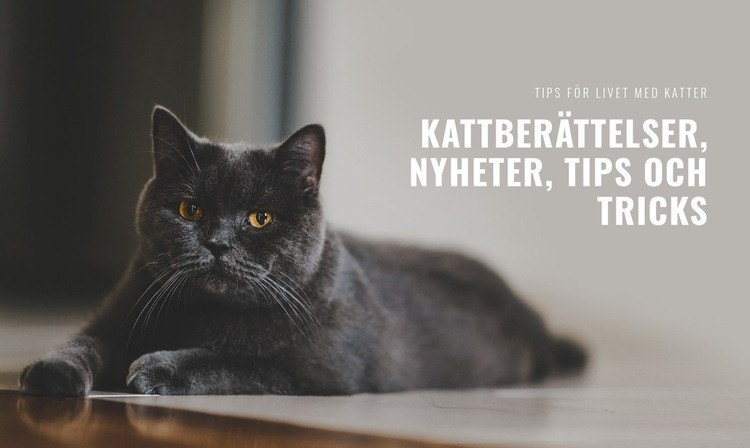 Kattberättelser och tips Mall