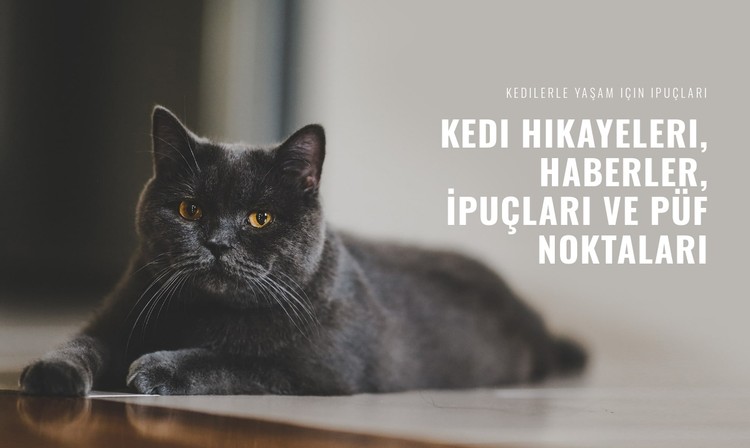 Kedi Hikayeleri Haberleri CSS Şablonu