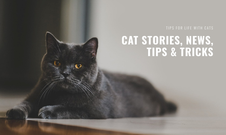 Cat stories and tips Website Design
