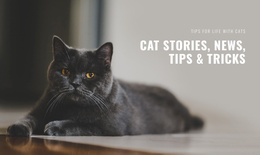 Cat Stories And Tips Animal Website