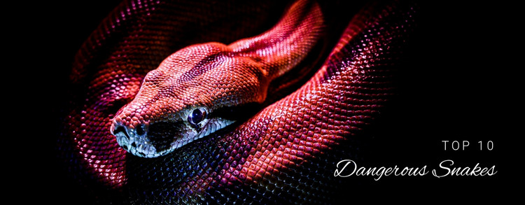 Extremely dangerous snakes HTML Template