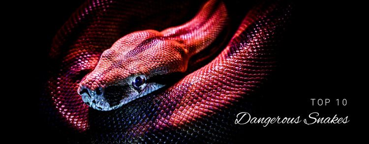 Extremely dangerous snakes Website Mockup