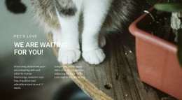 Pets Love Free CSS Website