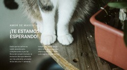 Amor De Mascotas: Página De Destino Para Cualquier Dispositivo