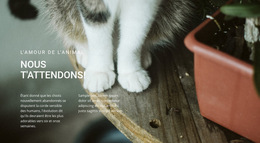 Inspiration De Site Web Pour Amour Des Animaux