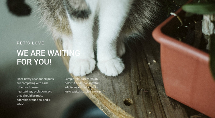 Pets Love Homepage Design