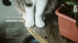 Házi Kedvencek #Website-Design-Hu-Seo-One-Item-Suffix