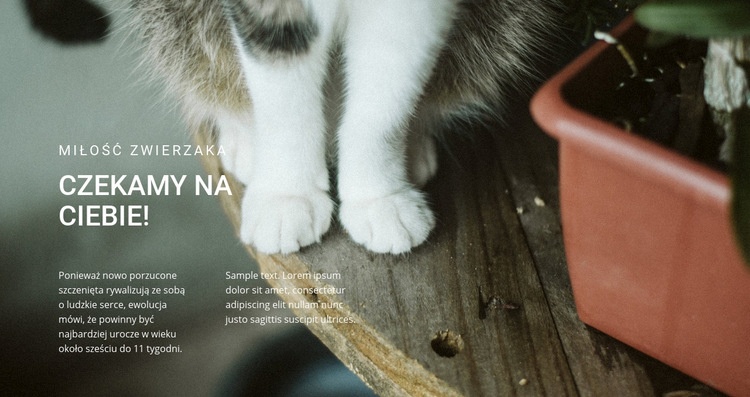 Pets Love Kreator witryn internetowych HTML