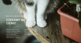 Pets Love Darmowy Szablon Strony Internetowej CSS