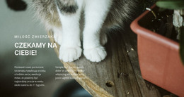 Pets Love - Responsywny Szablon HTML