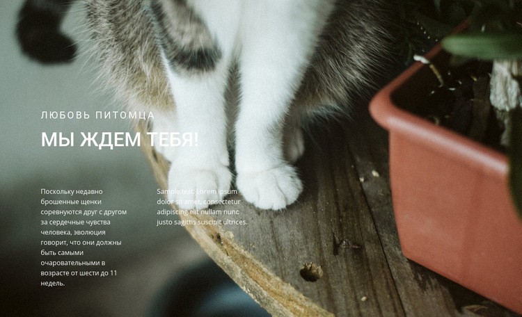 Домашние животные любят HTML шаблон
