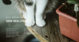 Evcil Aşk Ücretsiz CSS Web Sitesi Şablonu