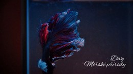 Prohlídka Ponorky – Návrh Webových Stránek Šablon