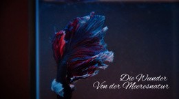 Website-Design Für U-Boot-Tour